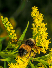 Bombus terricola