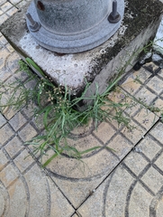 Cyanthillium cinereum