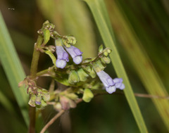 Scutellaria lateriflora