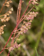 Scutellaria lateriflora
