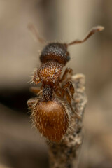 Meranoplus froggatti