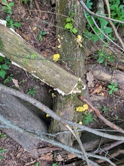 Pleurotus citrinopileatus