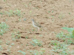 Chondestes grammacus