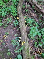 Pleurotus citrinopileatus