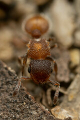 Meranoplus