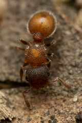 Meranoplus