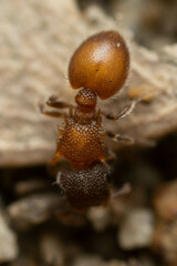 Meranoplus