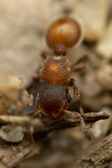 Meranoplus