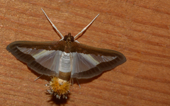 Diaphania