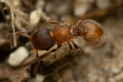 Meranoplus