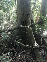 Pseudopiptadenia warmingii