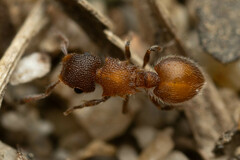 Meranoplus
