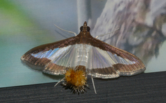 Diaphania