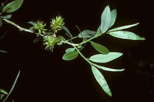 Salix geyeriana Andersson