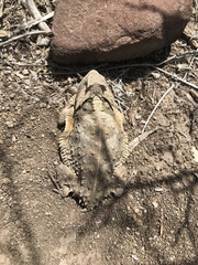 Phrynosoma taurus