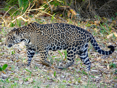 Panthera onca