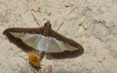 Diaphania