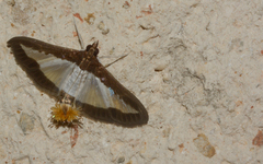 Diaphania