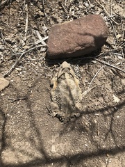 Phrynosoma taurus