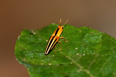 Semiotus serraticornis