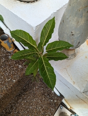 Ficus virens