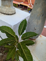 Ficus virens