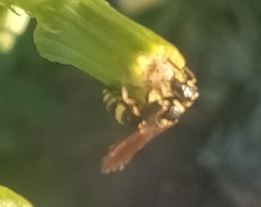 Myzinum quinquecinctum