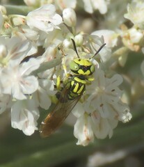 Philanthus multimaculatus