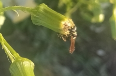 Myzinum quinquecinctum