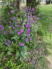 Lunaria annua