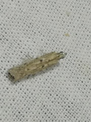 Phycitodes lacteella