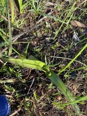 Burchardia umbellata