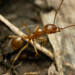 Aphaenogaster pythia - Photo (c) Mark Ayers, some rights reserved (CC BY-NC), uploaded by Mark Ayers