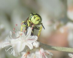 Philanthus multimaculatus