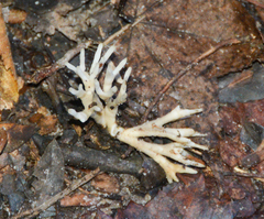 Sebacina schweinitzii