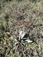 Limonium californicum