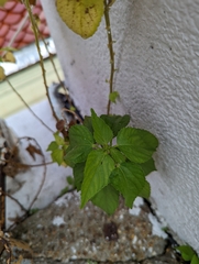 Acalypha indica