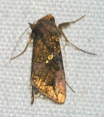 Argyrogramma verruca