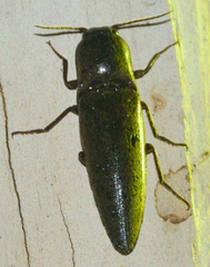 Orthostethus infuscatus