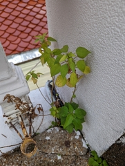 Acalypha indica