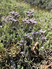 Limonium californicum