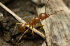 Aphaenogaster pythia