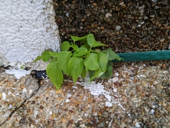 Acalypha indica