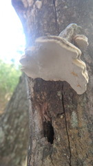 Polyporaceae