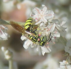 Philanthus multimaculatus