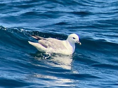 Fulmarus glacialis