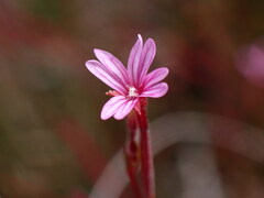 Epilobium brachycarpum