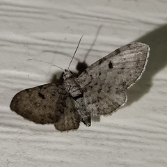 Eupithecia absinthiata