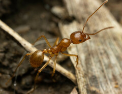 Aphaenogaster pythia