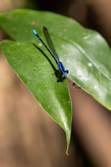 Argia oculata